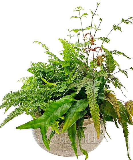 Lush Assortment of Ferns in Rustic Concrete Bowl