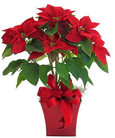 Festive Poinsettia