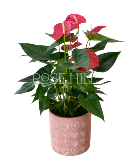 Flowering Plants
