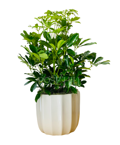 Arboricola plant.