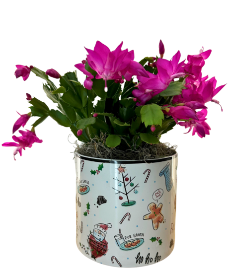 Christmas Cactus
