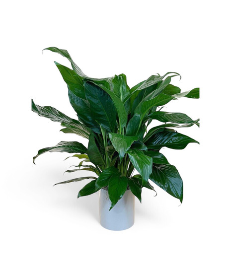 Spathiphyllum Plant - Peace Lily