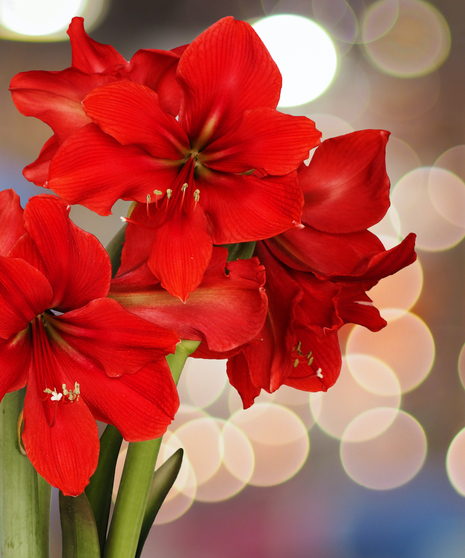 Amaryllis Plant