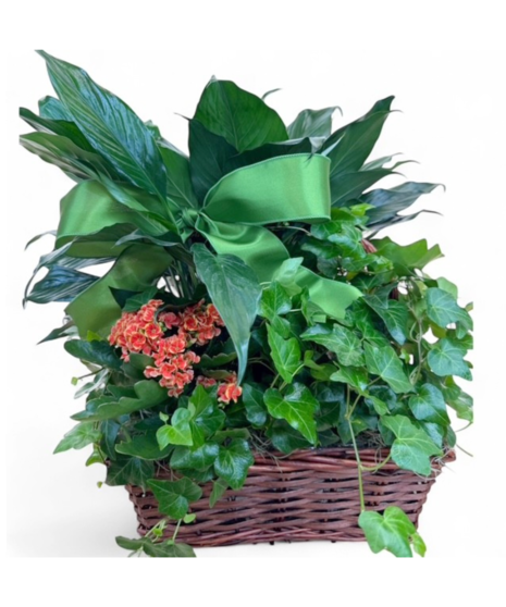 Mix of Blooming European Gardens in Nice Gift Basket