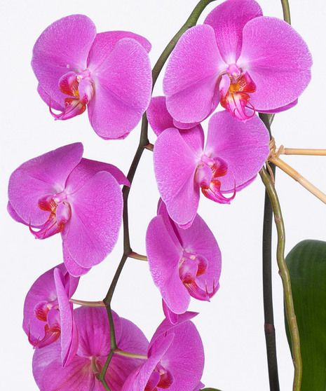 Send someone special orchids for a year!