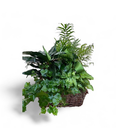 Mix of European Garden Green Plants in a Nice Basket.