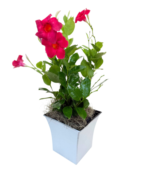 Flowering Plants
