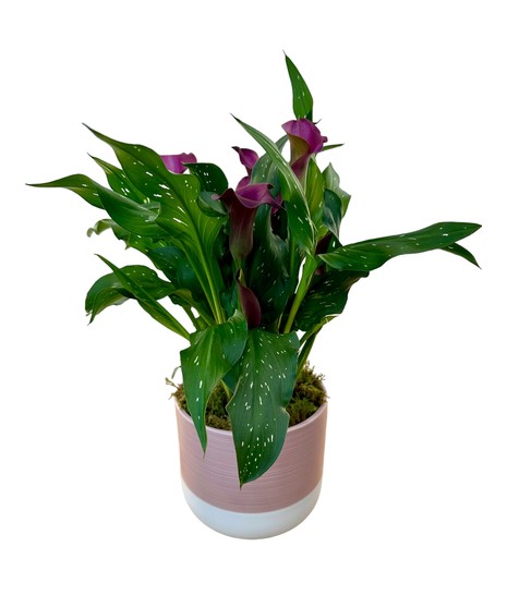 Calla Lily