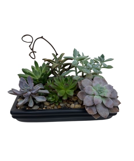Urban Succulent Garden